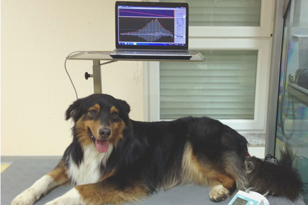 HDO Blutdruckmessung und Pulswellenanalyse beim Hund (High Definition Oscillometry (VET HDO, S+B medVet GmbH))